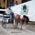 Driving at the Germantown Charity Horse Show